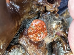 Aplidium benhami