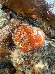 Aplidium benhami