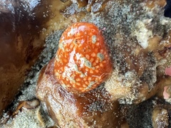 Aplidium benhami