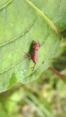 Aplotes roelofsi