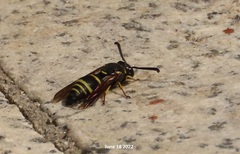 Euodynerus quadrifasciatus