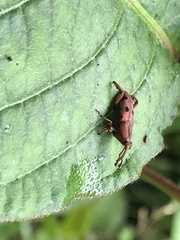 Aplotes roelofsi
