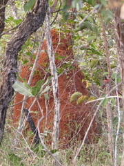 Cornitermes cumulans
