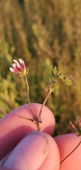 Trifolium variegatum