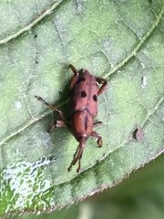 Aplotes roelofsi