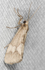 Cisthene faustinula