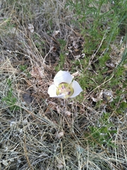 Calochortus ambiguus