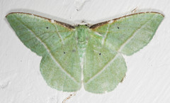 Dichorda illustraria