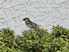 Passer domesticus