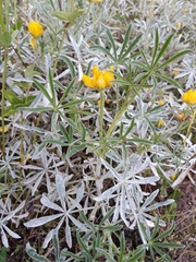 Lupinus luteus