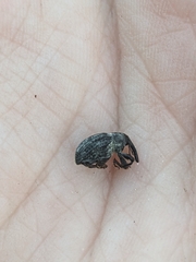 Rhyssomatus lineaticollis