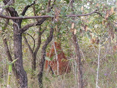 Cornitermes cumulans