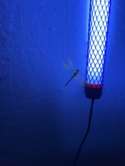 Erythemis simplicicollis