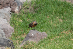 Turdus migratorius