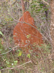 Cornitermes cumulans