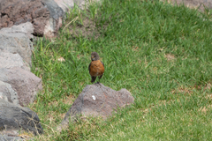 Turdus migratorius