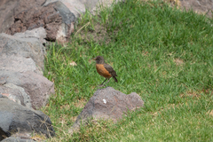 Turdus migratorius
