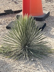 Yucca reverchonii