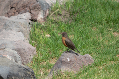 Turdus migratorius