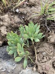 Viola trinervata