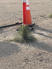 Yucca reverchonii