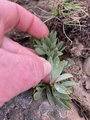 Viola trinervata