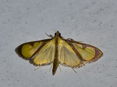 Hyalea pallidalis