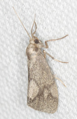 Cisthene faustinula