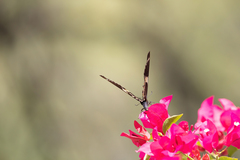 Papilio garamas garamas
