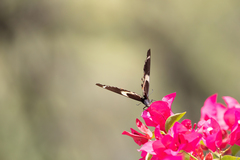 Papilio garamas garamas