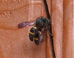 Orancistrocerus drewseni