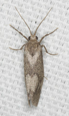 Cisthene faustinula
