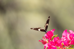 Papilio garamas garamas