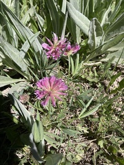 Trifolium attenuatum