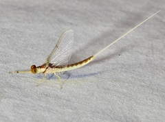 Pentagenia vittigera