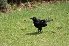 Quiscalus mexicanus