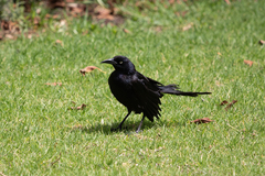 Quiscalus mexicanus
