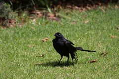 Quiscalus mexicanus