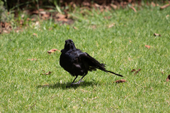Quiscalus mexicanus