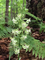 Platanthera macrophylla