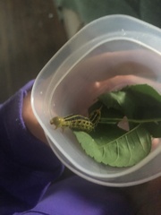 Hyles lineata