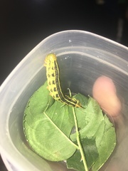 Hyles lineata