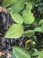 Dalbergia ecastaphyllum