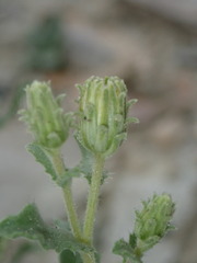 Xanthisma grindelioides