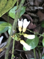 Dalbergia ecastaphyllum