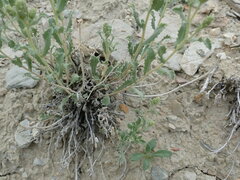 Xanthisma grindelioides