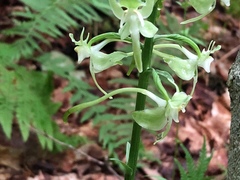 Platanthera macrophylla