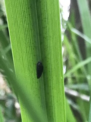 Eoscarta assimilis