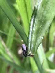 Eoscarta assimilis