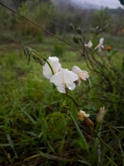 Fabaceae